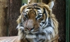 Top cele mai frumoase animale din lume