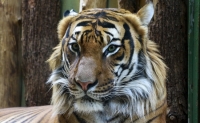 Top cele mai frumoase animale din lume