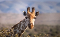 Top filme cu girafe