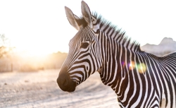Top filme cu zebre
