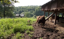 Top grădini zoologice și sanctuare de animale din România