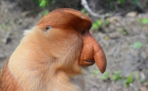 Top cele mai urate animale din lume