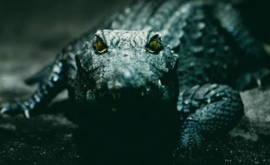 Top filme cu crocodili sau aligatori