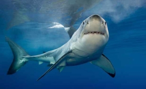 Top filme cu rechini