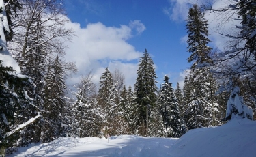 Poiana Brașov