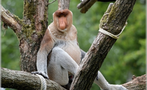 Maimuta Proboscis