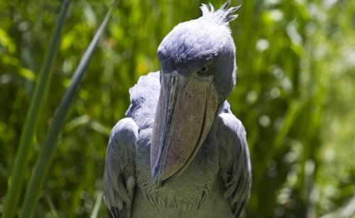 Shoebill