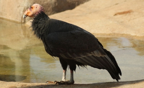 Condor californian