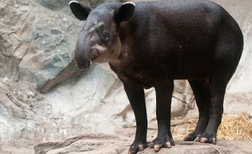 Tapirul Baird