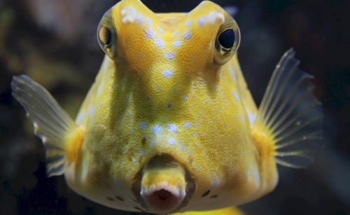 Pestele Longhorn Cowfish