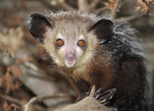 Aye aye