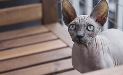 Pisica Sphynx