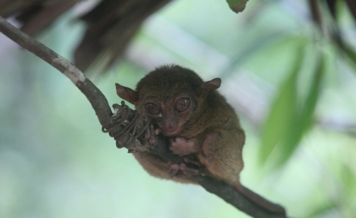 Tarsier