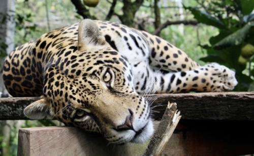 Jaguarul