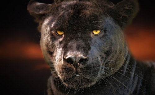 Pantera
