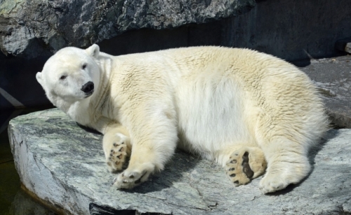 Ursul polar