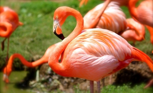 Flamingo
