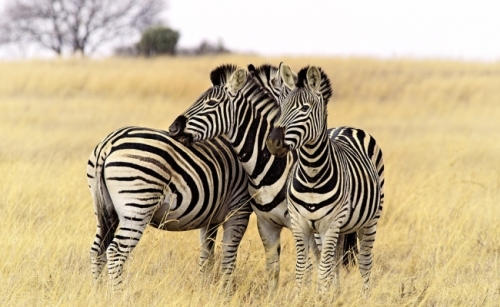 Zebra