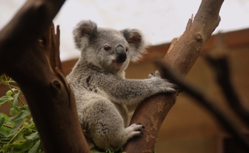 Koala