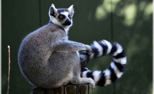 Lemurul