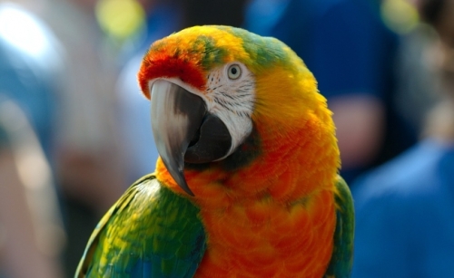 Macaw