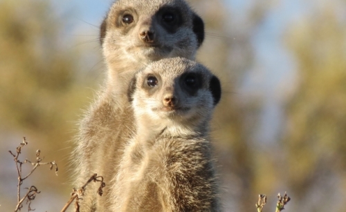 Suricata