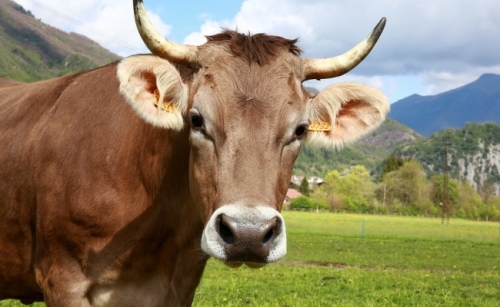 Vaca
