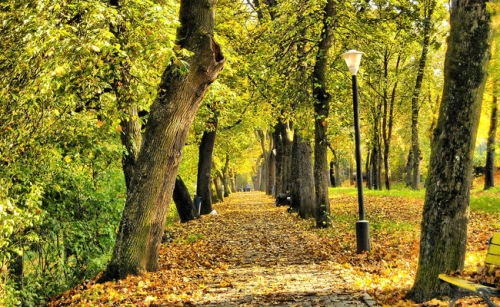 Parcul Municipal Aiud