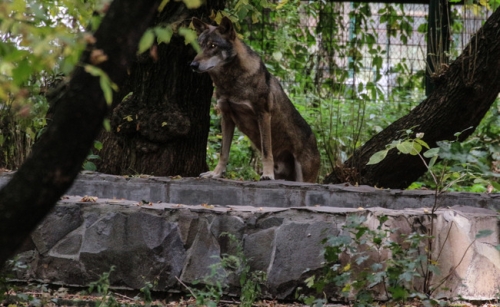 Grădina Zoologică din Bârlad