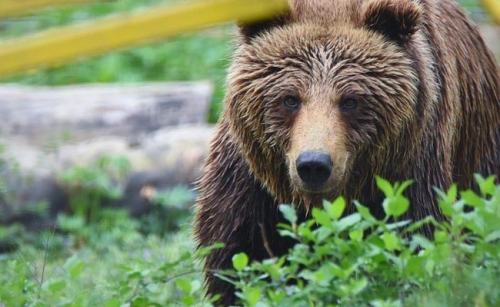Grădina Zoologică Ion Crișan din Reșița