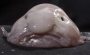 Blobfish